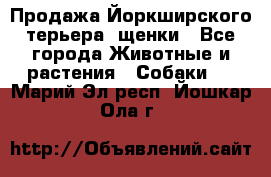 Продажа Йоркширского терьера, щенки - Все города Животные и растения » Собаки   . Марий Эл респ.,Йошкар-Ола г.